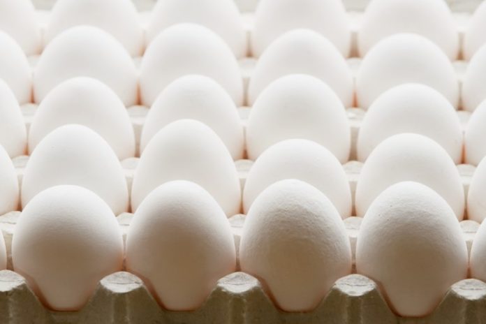 eggs