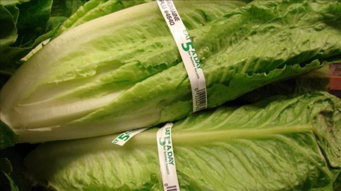 Food Poisoning From Romaine Lettuce Confirmed