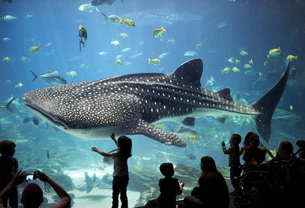 aquarium