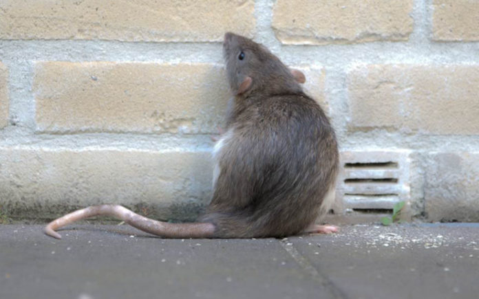 rat