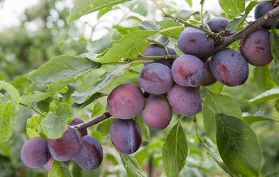 fruittrees-plum-1000