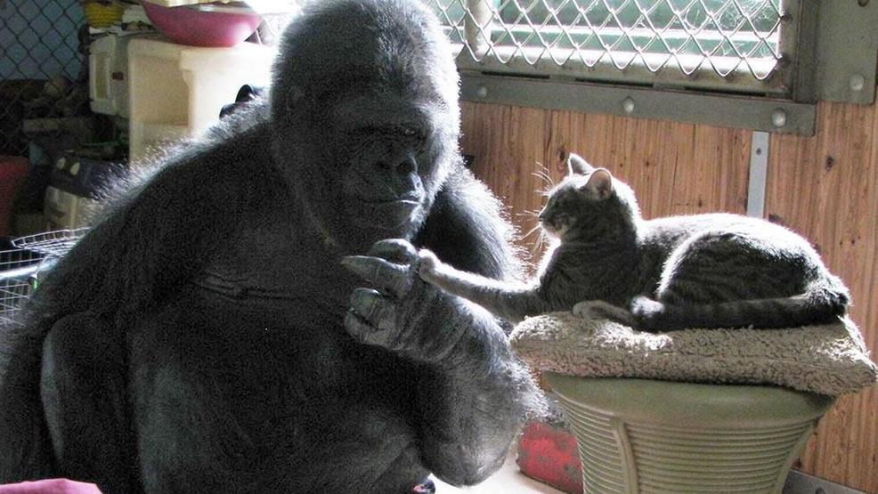 Koko, The Gorilla Who Knew Sign Language, Dies At 46 The Yeshiva World