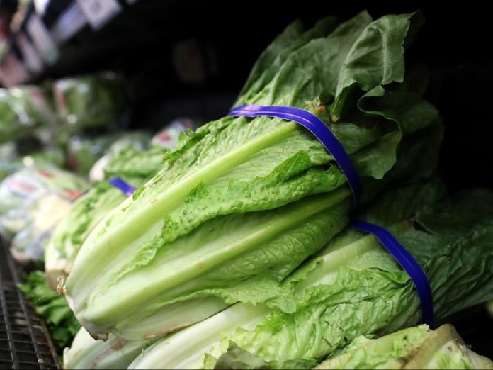 romaine