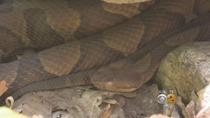 WATCH: Rattlesnake Warning Issued For Monsey Area After Several Sightings