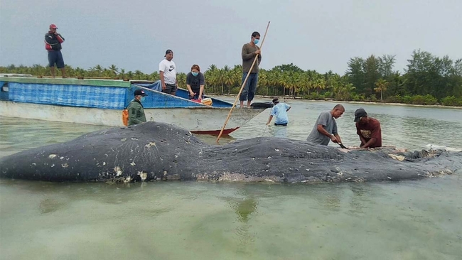 4726023_112018-whale-1280