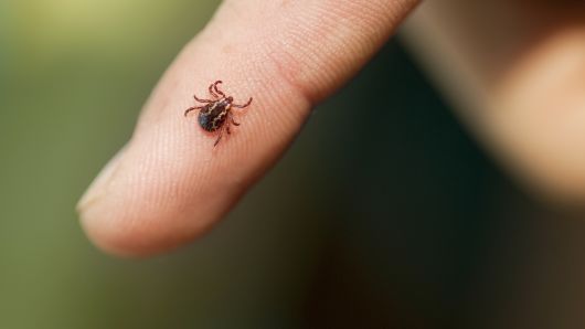 tick