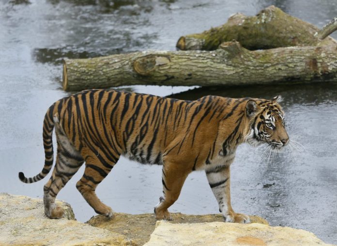 tiger