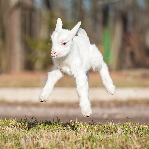 GoatYoga