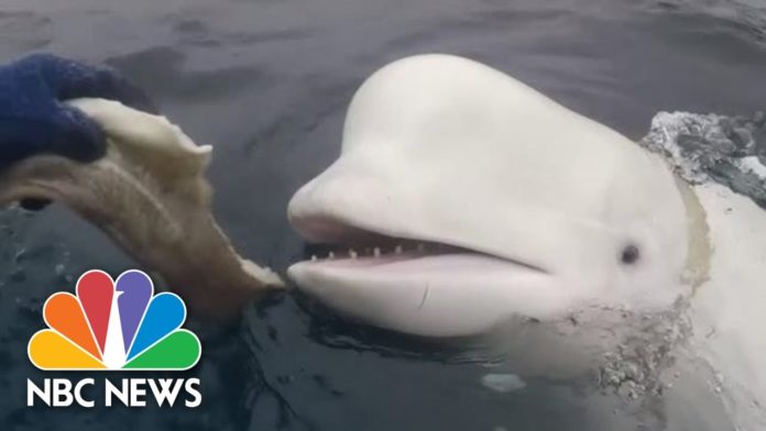 SEE IT: Beluga Whale With Harness Suspected Of Being A Russian Spy