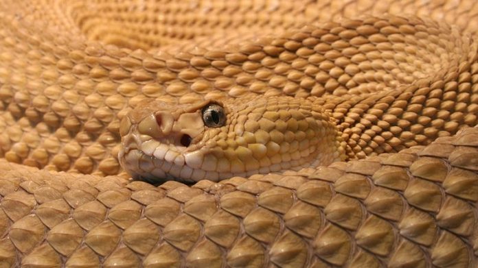 snake