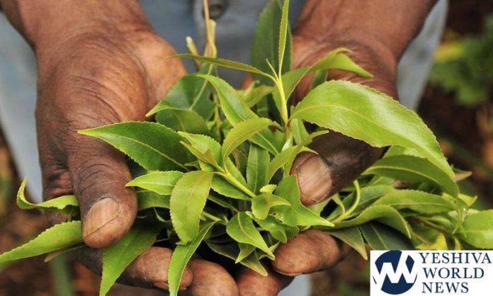 Khat-696x418