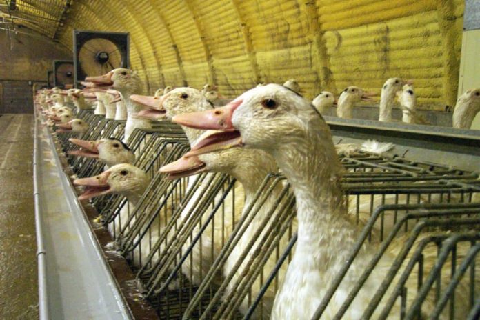 foi gras
