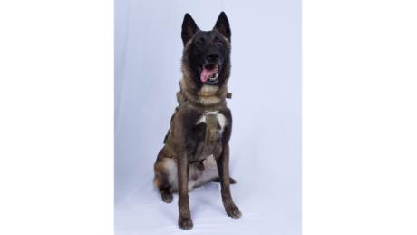 191028162437-military-dog-baghdadi-raid-large-169