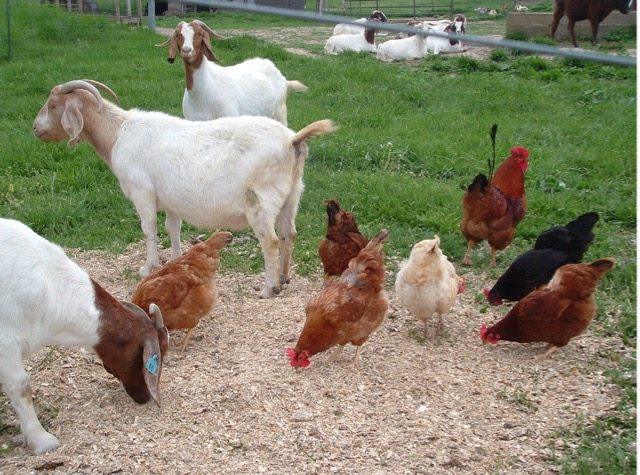 Goats-and-Chickens