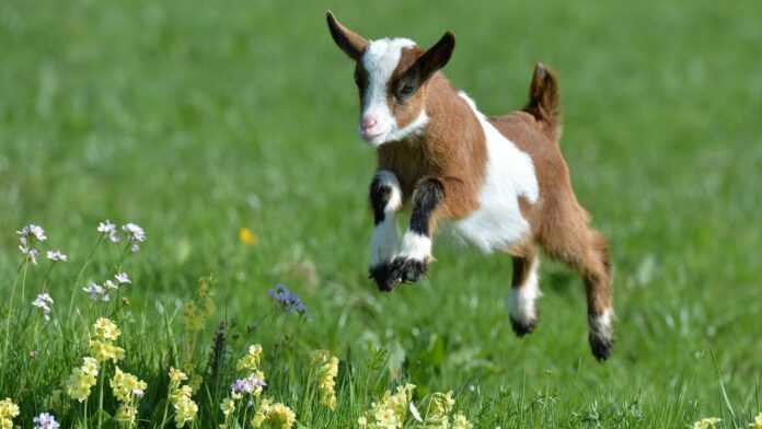 goat