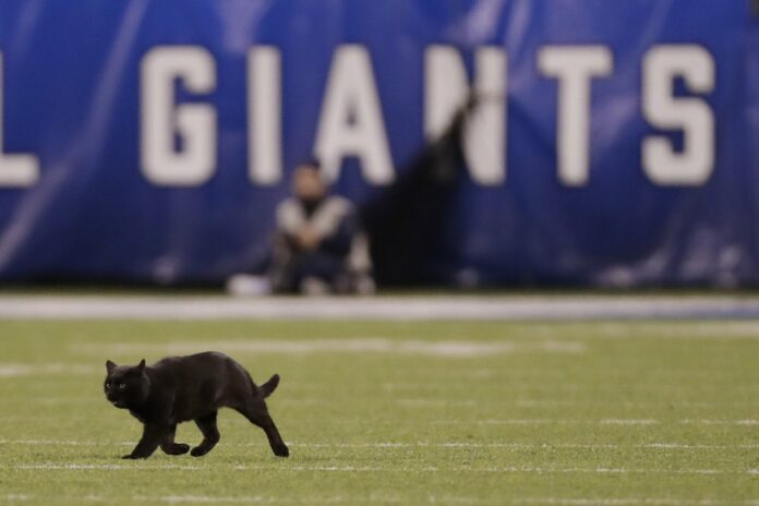 cat-football