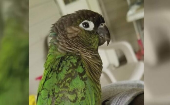 Lost_parrot_0_52508539_ver1.0-e1578242204890