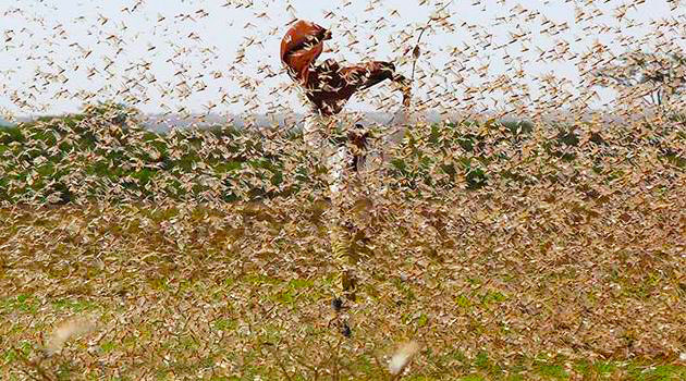 locusts
