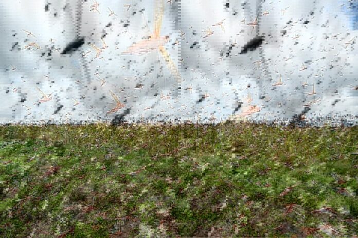locust
