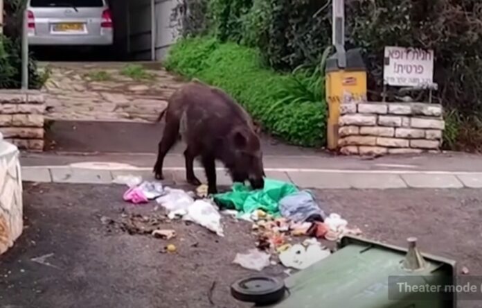 _132 Wild animals roam around cities in Israel - YouTube