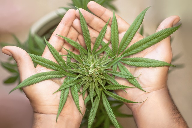 marijuana-leaf-5315561_640