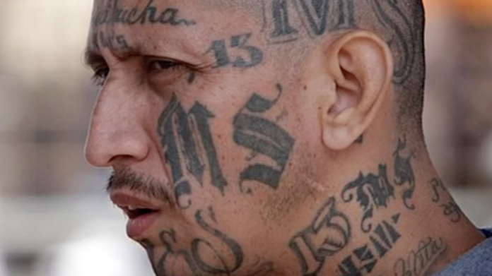 ms13