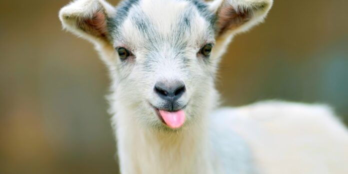 funny goat puts out its tongue